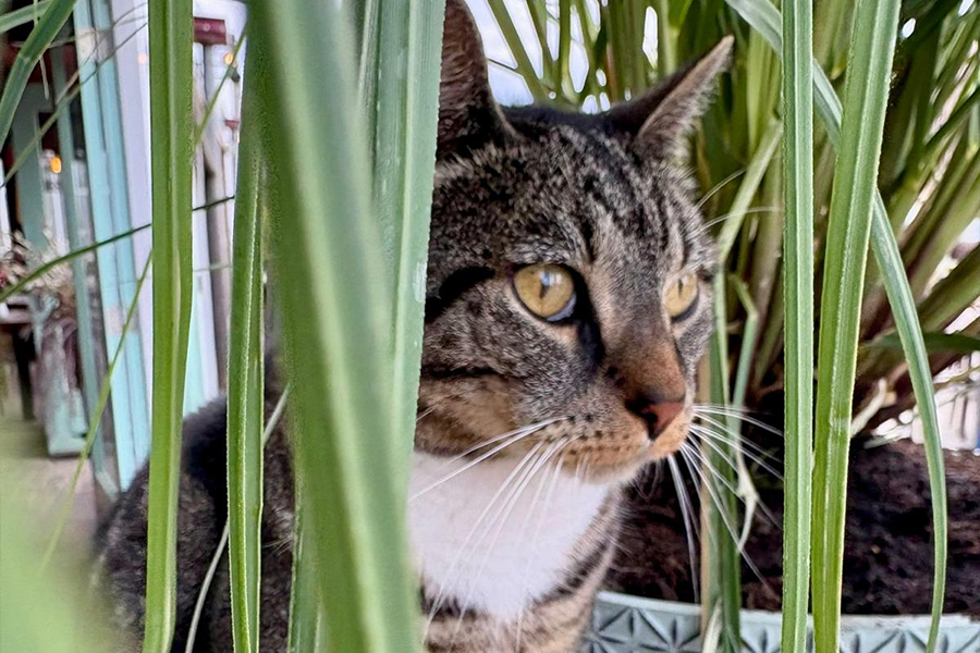 cat